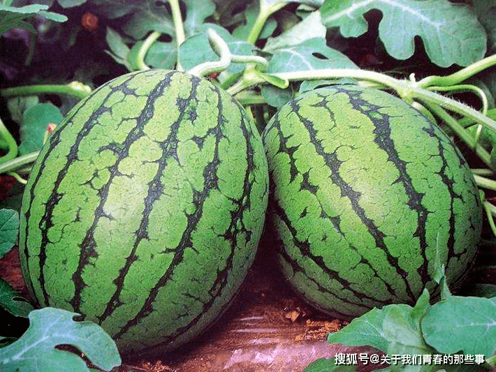 西瓜怎么看熟不熟了 8aab0b2e55d34b2987f4b95e04bbe79d.png