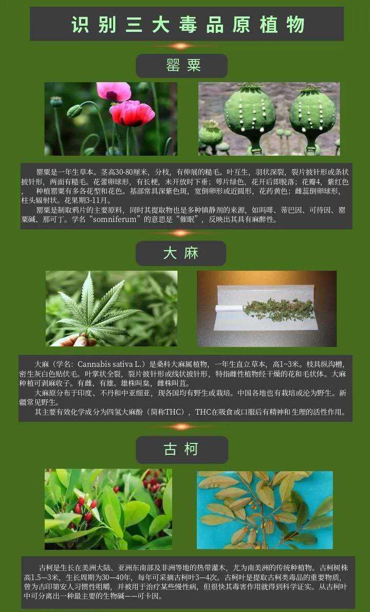 大麻,古柯世界三大毒品原植物今天,禁毒君就带大家来认识一下毒品原