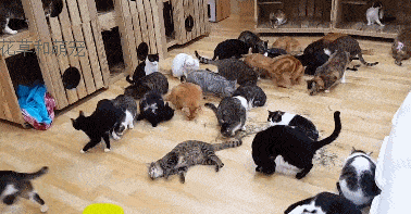 猫咪一旦吸上猫薄荷,就会变得这副