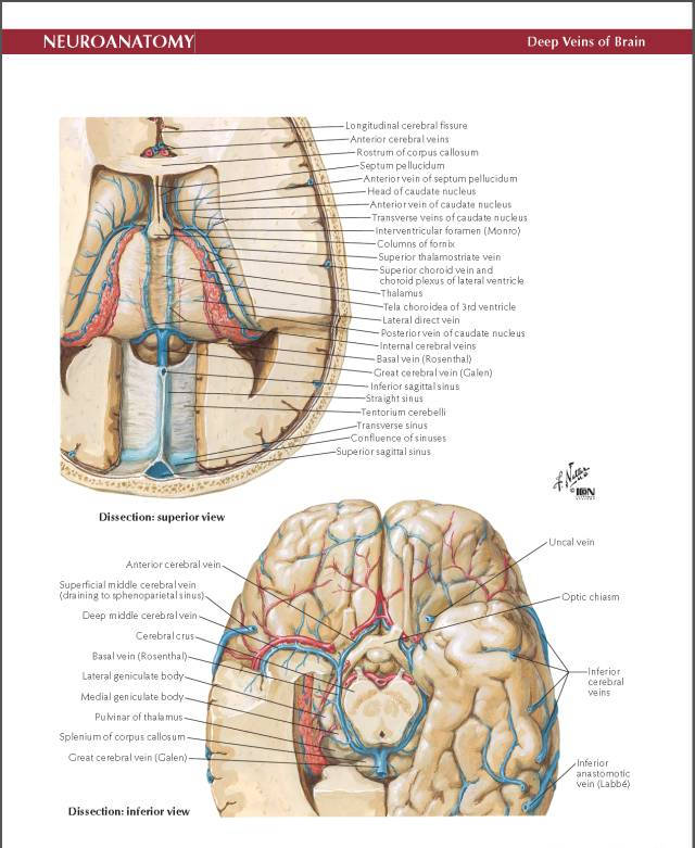 netter脑血管解剖(精美原版高清彩色大图)二