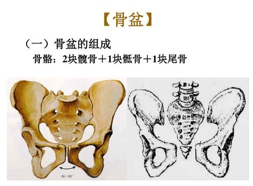 是不是骗人的?_骨盆