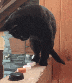 猫我就是故意弄你的你又能怎样