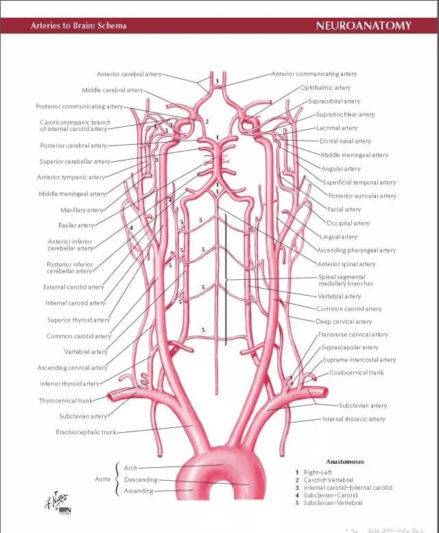 netter脑血管解剖(精美原版高清彩色大图)二