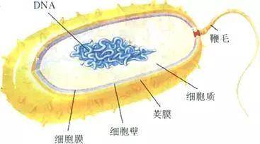 还有一些特殊结构,如有些细菌细胞壁外有荚膜,有些生有鞭毛
