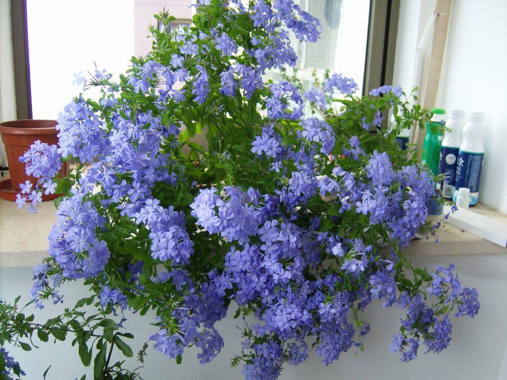 适合家里养的花卉 2da142fefcba48daad3eaf33a7414327.jpeg