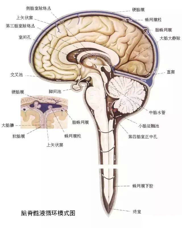 在大脑两个半球内有侧脑室,间脑内有第三脑室;小脑和延脑及脑桥之间有
