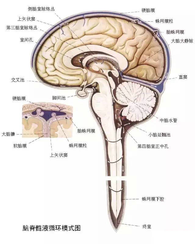 脑室解剖及正常变异