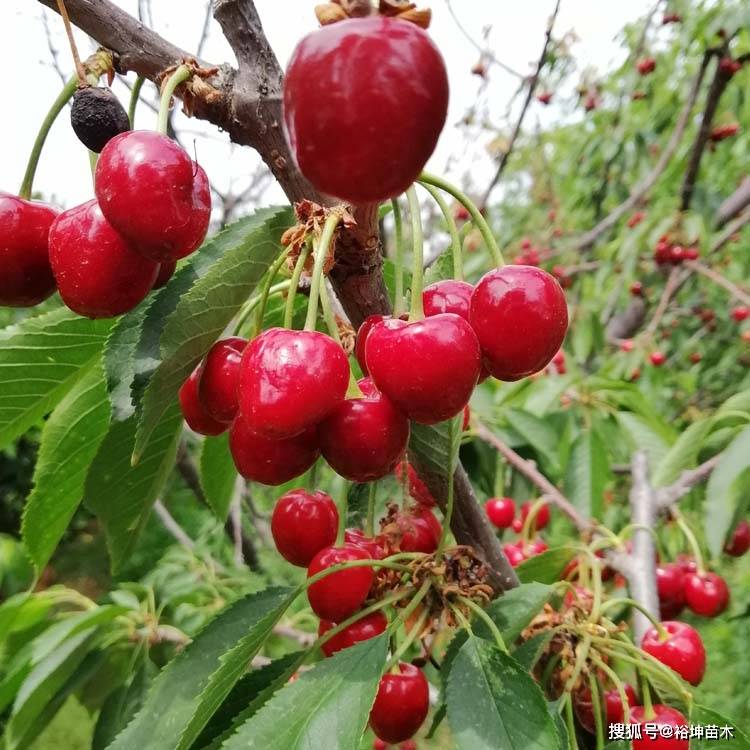 如何挑选大樱桃最好 179a7c2cd8084fe2a2522a8c588105df.jpeg