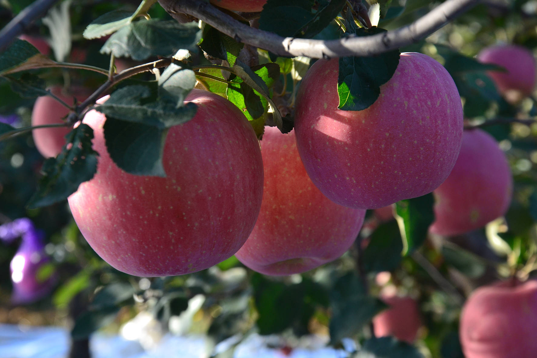 苹果种植,用什么肥料膨大果个效果好?抓住两个重点时间很重要