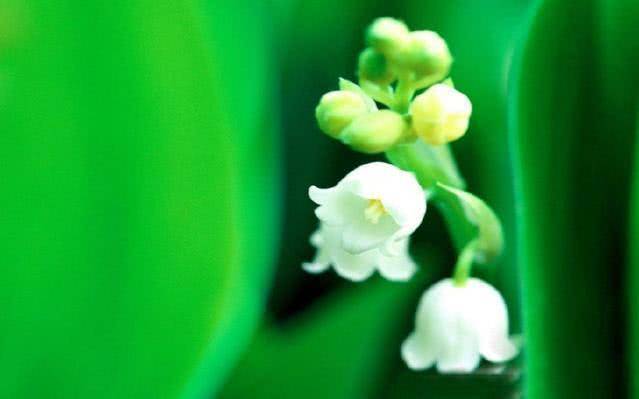 6月上旬，喜鵲「瘋狂道喜」，桃花再現，愛情出現的3個星座 星座 第3張