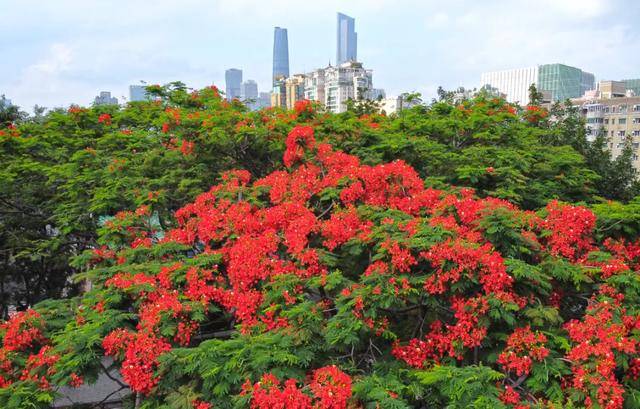 今夏的“当红主角”，非它莫属——凤凰木美图大赏及市场前景分析