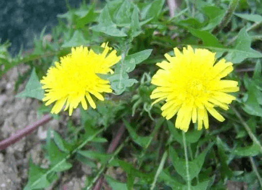 婆婆丁的功效作用 169dc6f81f8f4031b8f544bf83d7530a.png