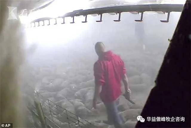 美猪场因疫情瘫痪 镜头拍下数千头猪被人为蒸死