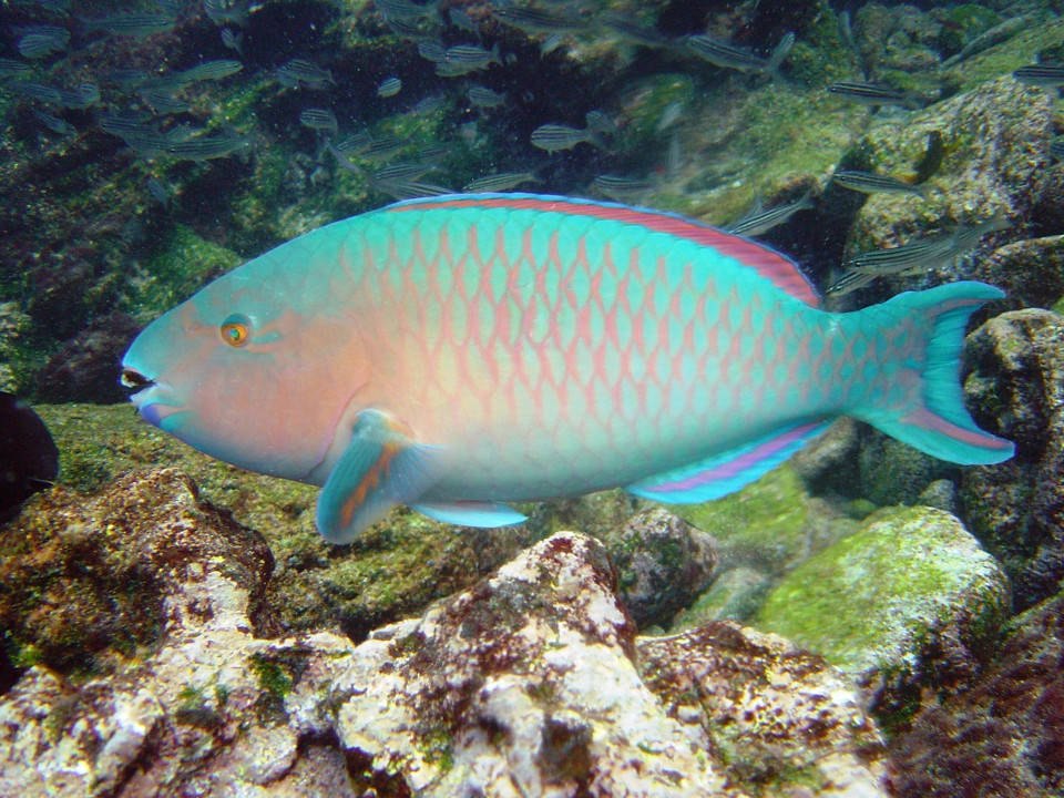 《黄肋鹦哥鱼-blue-chin parrotfish》