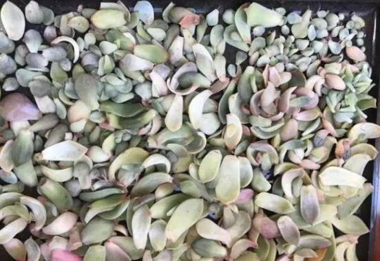 多肉叶插怎么养才能爆盆 ab4147467f794e618bef32dc4bb87367.jpeg