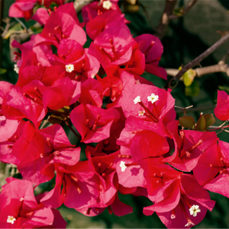 为什么叫三角梅花 fd09aab984b2494d9de21d2b2bdcb69f.jpeg
