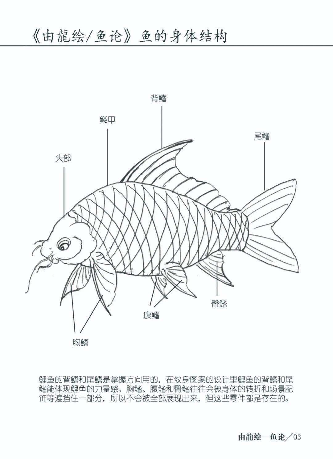 《鱼论》由龙2017年的手稿集,此时看来当时对锦鲤结构上的认识还有