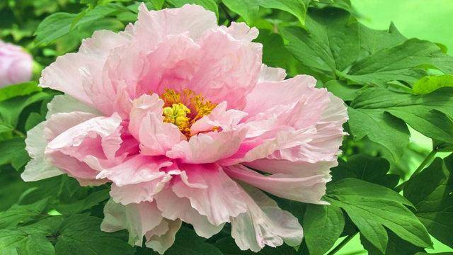 牡丹花一朵多少钱 855470ea4a0b4661813512d3ce68dabb.jpeg