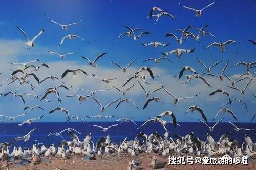 瑙鲁|瑙鲁人曾经是太平洋上最富有的一群人