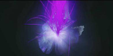 彼岸花能种在墓地吗 b0705b74ae404ca39c550a361ac28d9b.jpeg