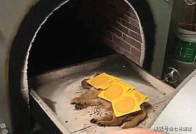狗狗病死送去火葬,推进火炉后,看到烧剩下的骨灰,主人跪地大哭!