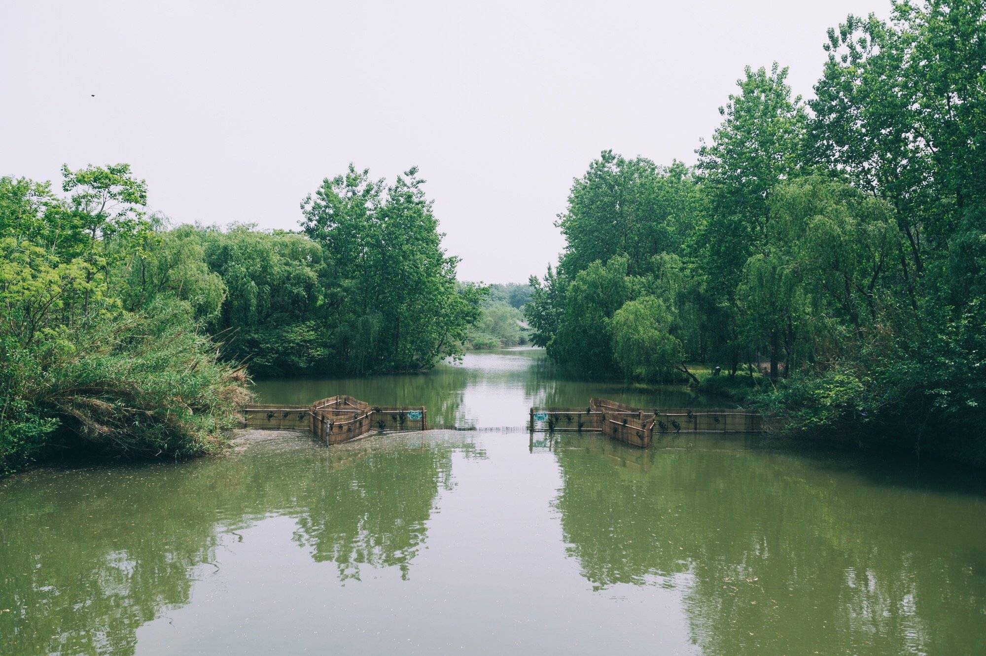 江苏被遗忘的5a景区:溱湖国家湿地公园,风景秀美知道的人却不多