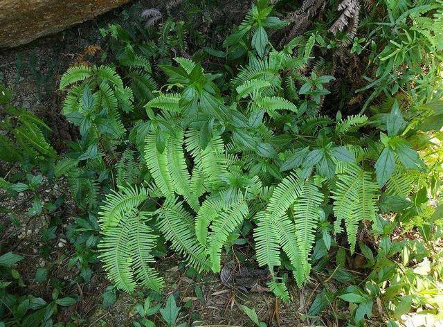 野生狼萁草