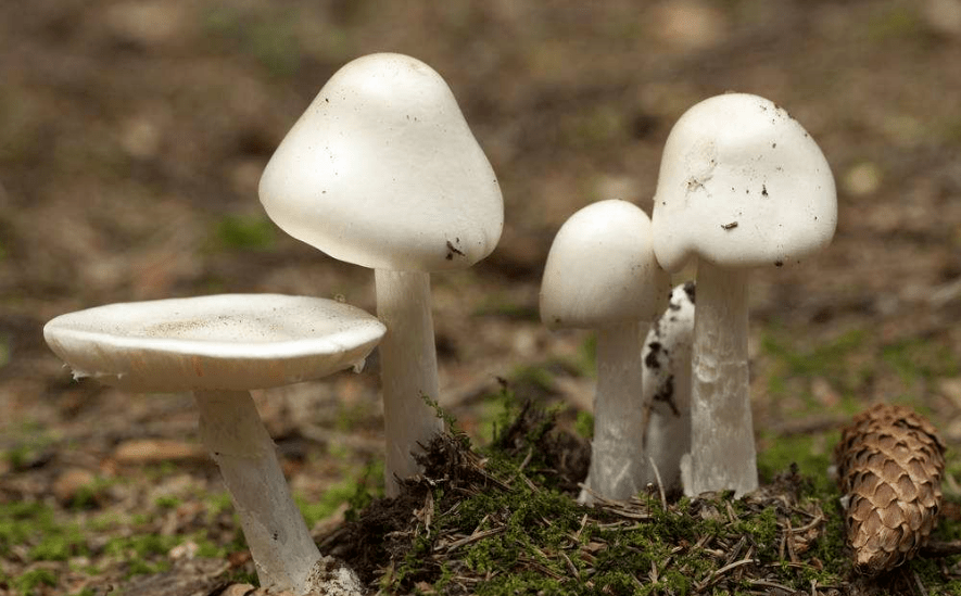 识别毒蘑菇的九大误区,切勿擅自采食野生蘑菇!