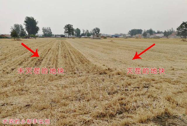 一农民种植了1小麦gdp_小麦为何会大片死亡,原来是因为这几点