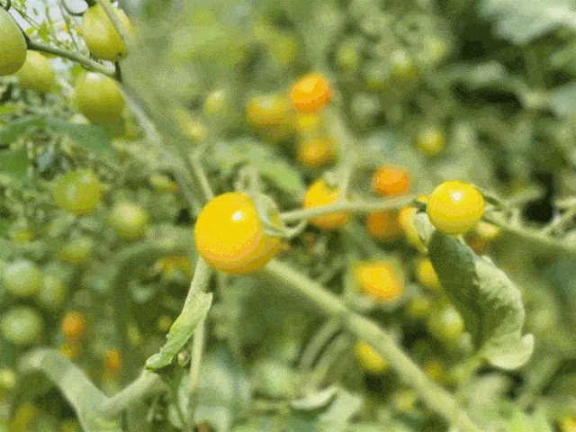 你的专属花园请签收 在花海里采杨梅 边采杨梅边赏景 这就是日日春