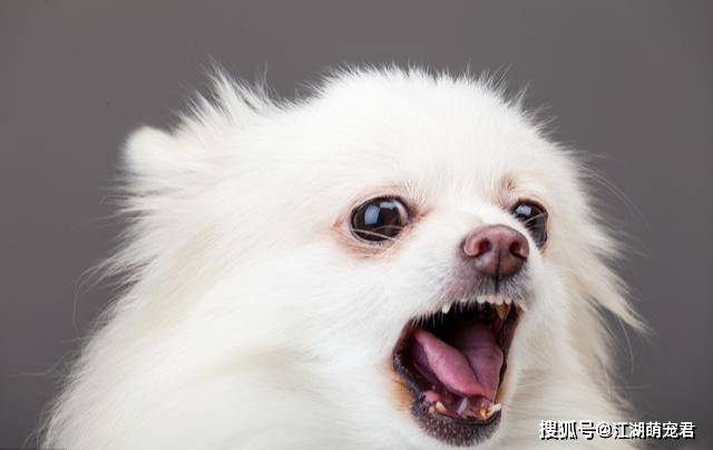 什么品种的狗狗体型小不爱叫 8984ecdb8e914d4caa40272f87881b17.jpeg