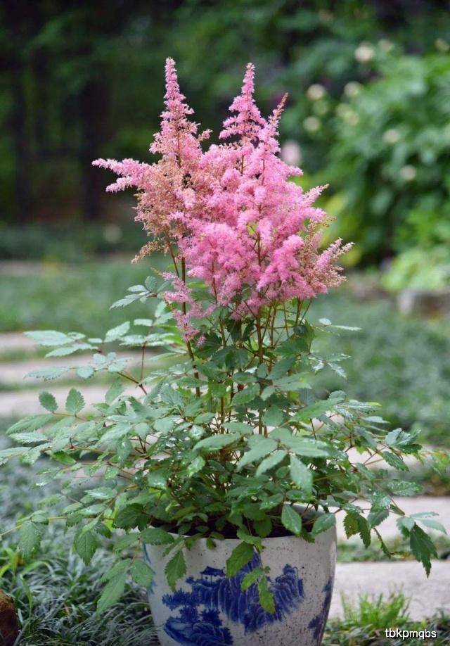 原创这4种花,花开妖艳颜值高,耐阴性好易管理,北阳台的首选!