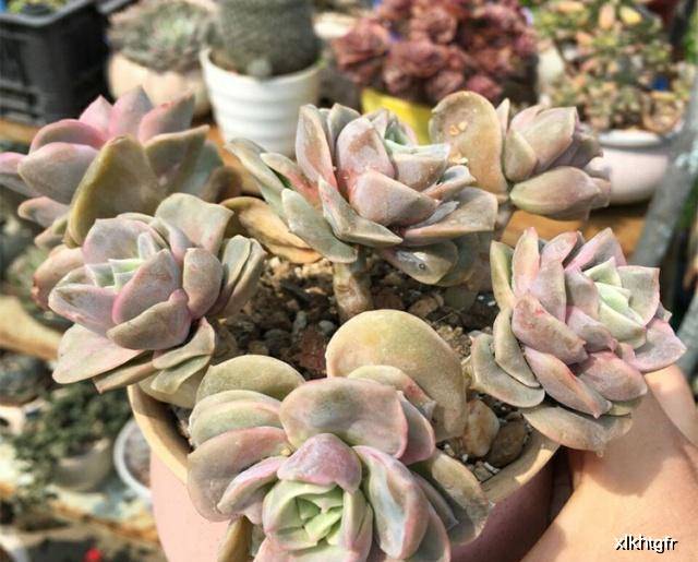 多肉怎么养肥嘟嘟 930bb18b64b9426fbaadf78f83f51e8d.jpeg