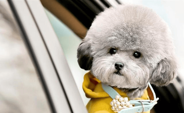 怎么看小狗是否温顺 9cd532dbe79c464f97a0b4a7e9a88288.png