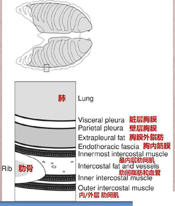 呼吸系统-精品解剖图