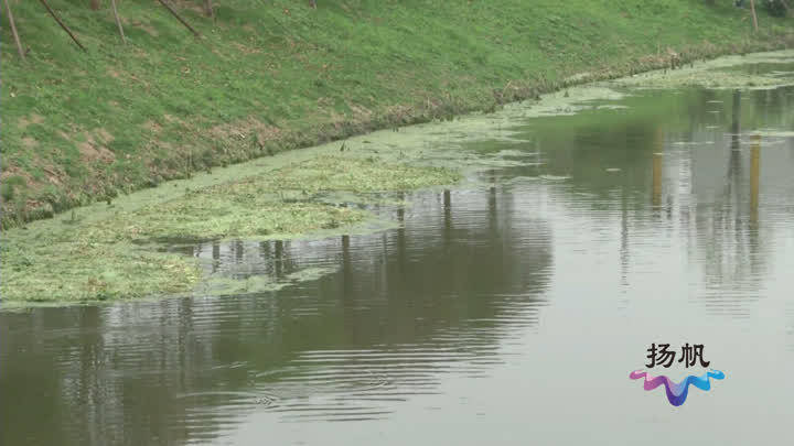 螺蛳: 改善水质!两吨螺蛳投入槐泗河干河