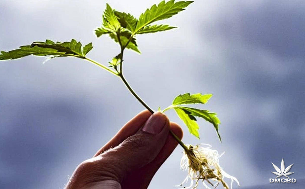 植物种子油有哪些 19ef7ed827b1470d8ed819e1f1c6fc9c.jpeg