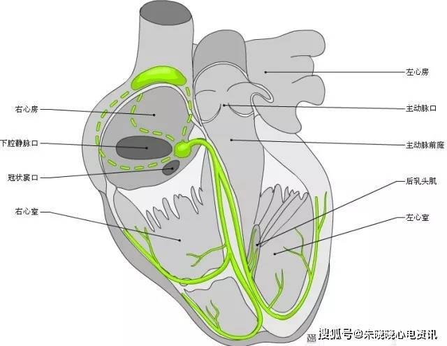 明明白白我的心:心脏解剖图