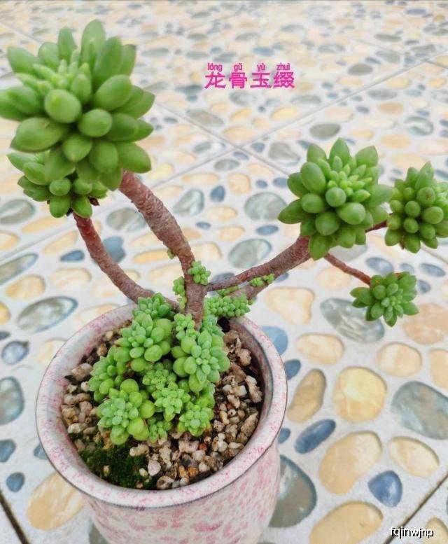 如何在家养多肉植物 731e65d85b7245efbbc24fbd1b3339e8.jpeg