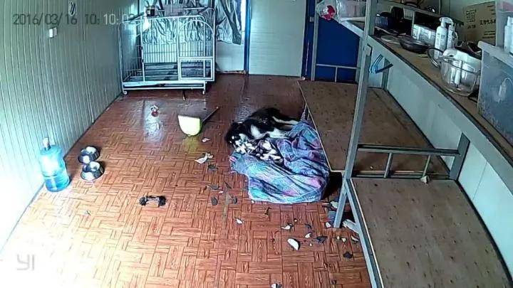 狗狗独自在家都干了些什么？