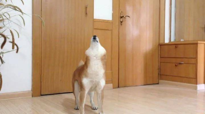 狗狗独自在家都干了些什么？