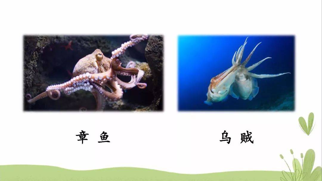 部编版三年级下册第23课《海底世界》图文讲解