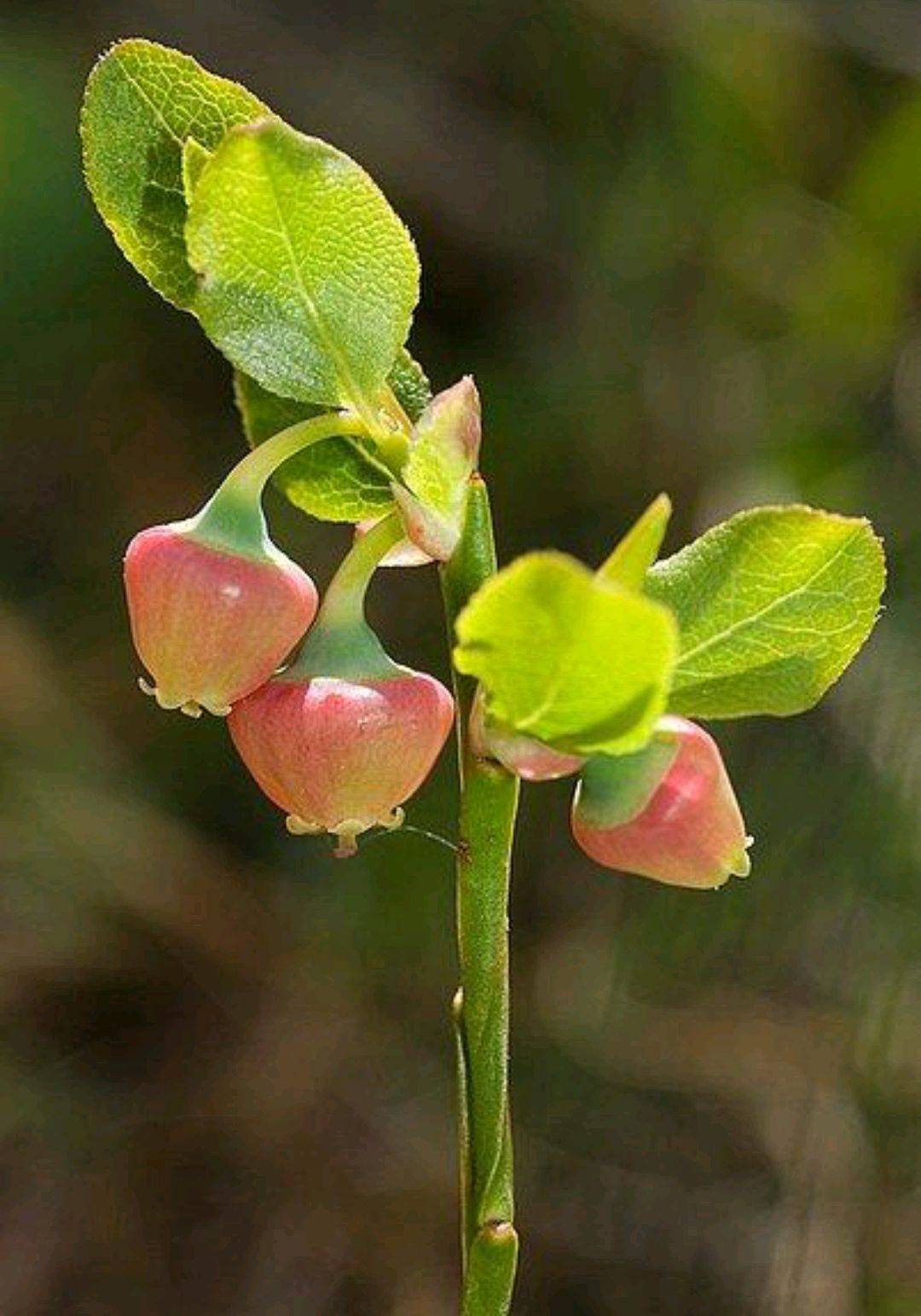 一花一世界 一叶一菩提 奇花异草橘子花 花语文化祁连山 种子