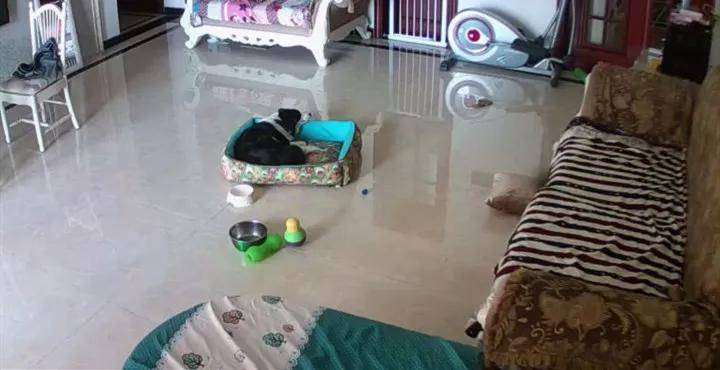 狗狗独自在家都干了些什么？