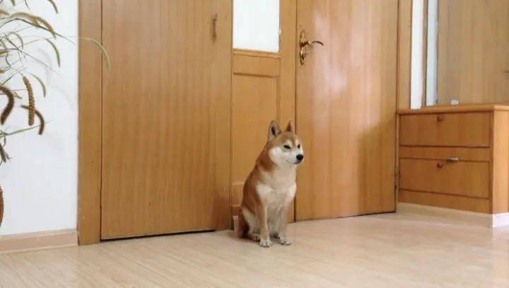 狗狗独自在家都干了些什么？