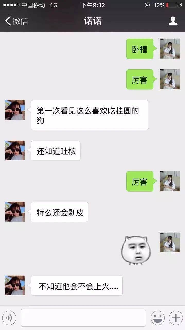 狗狗独自在家都干了些什么？
