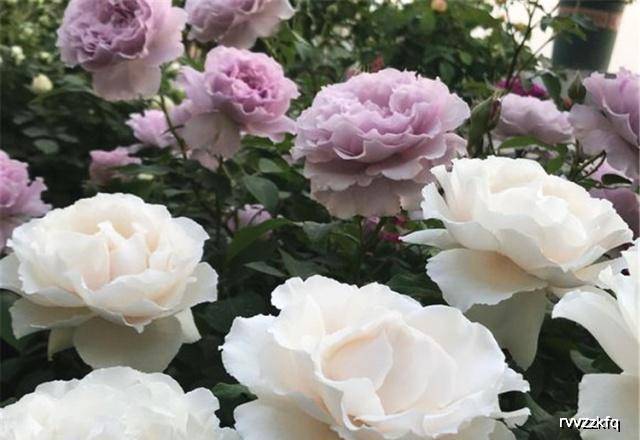 月季花怎么养得更久一点 07eba2fc26574114be675946f88b1365.jpeg