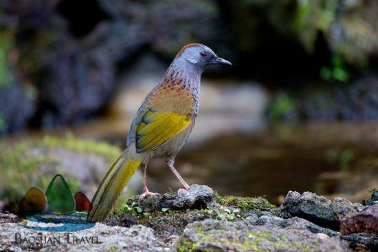 布谷鸟在什么地方最常见 49b5e57e078941d997795ef96c40d5cc.jpeg