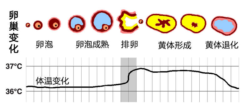 准确测定排卵日的n种方法(下)_手机搜狐网