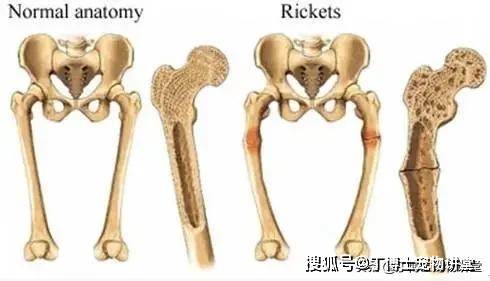 不可忽视犬的营养代谢病,营养代谢病与饮食的相关性